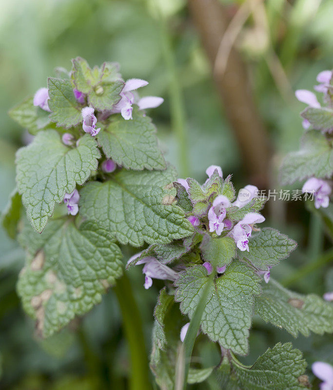 红色死虫(Lamium purpureum)